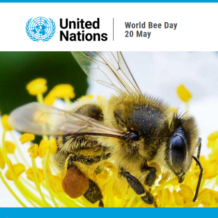 Az ENSZ május 20-án ünnepli a méheket - World Bee Day!